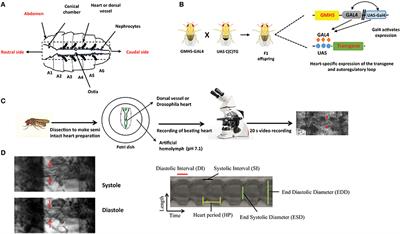 Modeling of Myotonic Dystrophy Cardiac Phenotypes in Drosophila